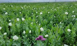  Haşhaş tarlaları "mor beyaz" renklendi