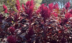 Amarant bitkisinin hasadına başlandı