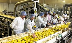 "Genel Müdür Erdem Patates Üreticileriyle Bir Araya Geldi "