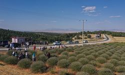 Lavanta bahçelerinde hasat başladı