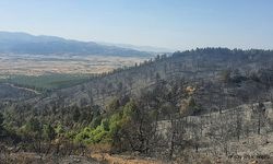 Orman yangını kontrol altına alındı