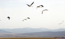 OEDAŞ 3 bin 500 direği kuşlar için  güvenli hale getirdi