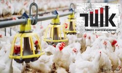 Tavuk eti üretimi 214 bin 116 ton, tavuk yumurtası üretimi 1,83 milyar adet olarak gerçekleşti