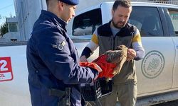 Afyonkarahisar'da Jandarma'nın Şefkat Eli: Yaralı Kızıl Şahin Kurtarıldı.!