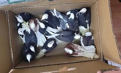 Dinar'da Güvercin Hırsızlığına Polis'ten Hızlı Müdahale!