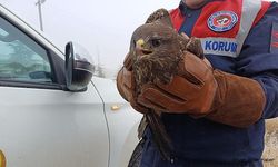Yaralı Kızıl Şahin Jandarma tarafından Afyonkarahisar'da Kurtarıldı.!