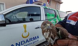 Yaralı Kızıl Şahin Jandarma Tarafından Kurtarıldı