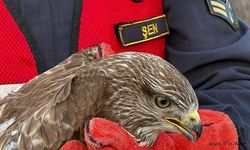 Afyonkarahisar'da Yaralı Kızıl Şahin Jandarma tarafından kurtarıldı.!