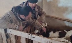 Dinar"da Büyükbaş Hayvanların Aşılama Çalışmaları Devam Ediyor!