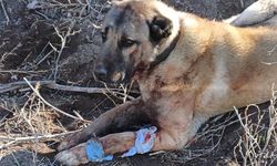 Yasadışı Köpek Dövüşü Organizasyonuna Operasyon