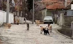 Dinar'da Sokak Hayvanları ve Güvenlik Endişeleri Büyüyor.!
