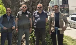 Dinar'da Anıt Ağaçlar Koruma Altına Alınıyor