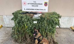 Yasadışı Kenevir Operasyonu: 2 Şüpheli Tutuklandı