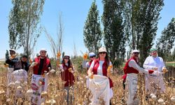 Hasattan Sanata: Gönüllü Gençlerle Renkli Bir Haşhaş Yolculuğu