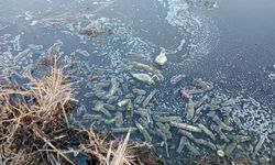 Eber Gölü zehir saçıyor