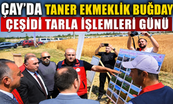 Çay’da Taner Ekmeklik Buğday Çeşidi Tarla İşlemleri Günü