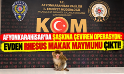 AFYONKARAHİSAR’DA ŞAŞKINA ÇEVİREN OPERASYON: EVDEN RHESUS MAKAK MAYMUNU ÇIKTI!