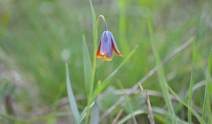 Ters Laleler, Cem Akın tarafından fotoğraflandı