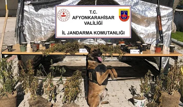 Uluköy'de Operasyon: Köyün Suyuyla Kenevir Suladı, Suçüstü Yakalandı!