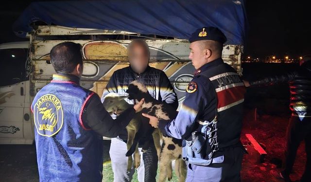 Küçükbaş Hayvan Hırsızlığı Çetesine Operasyon