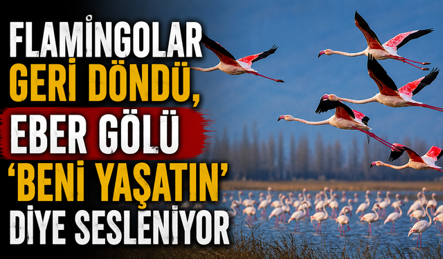 Flamingolar Geri Döndü, Eber Gölü 'Beni Yaşatın' Diye Sesleniyor