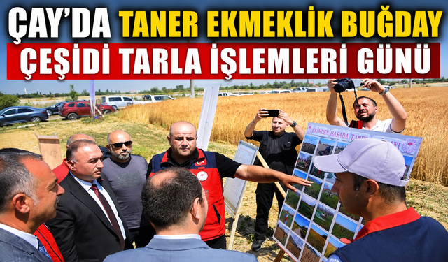 Çay’da Taner Ekmeklik Buğday Çeşidi Tarla İşlemleri Günü