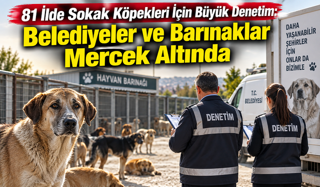 81 İlde Sokak Köpekleri İçin Büyük Denetim: Belediyeler ve Barınaklar Mercek Altında