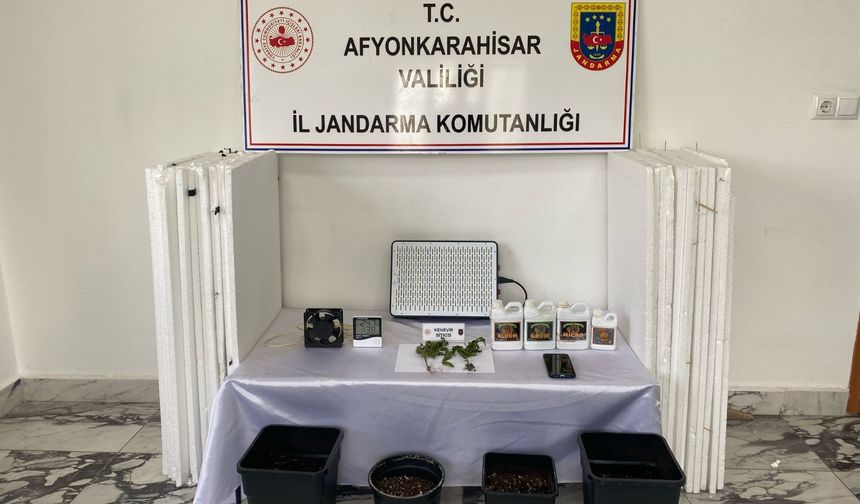 Evde Yasadışı Kenevir Yetiştiriciliği: Zanlı Gözaltında